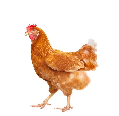 HR & Chickens.jpg